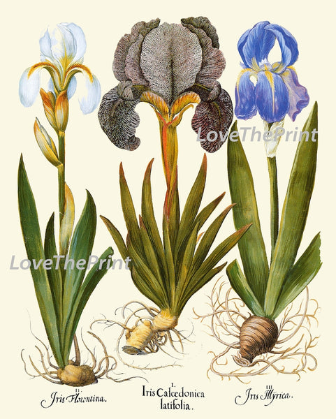 Botanical Wall Art Set of 3 Prints Beautiful Antique Vintage Pink Blue Bluebells Iris Wildflowers Flowers Floral Home Decor to Frame BESL