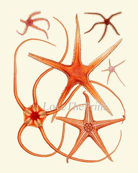 Red Sea Star Wall Art Set of 2 Prints Beautiful Antique Vintage Ocean Beach House Marine Coastal Tropical Poster Home Room Decor to Frame SC