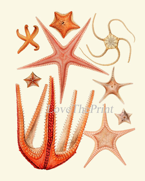 Red Sea Star Wall Art Set of 2 Prints Beautiful Antique Vintage Ocean Beach House Marine Coastal Tropical Poster Home Room Decor to Frame SC