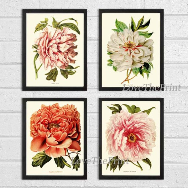 Peony Botanical Prints Wall Home Decor Art Set of 4 Beautiful Antique Vintage Pink White Coral Orange Peonies Flower Garden to Frame PEON