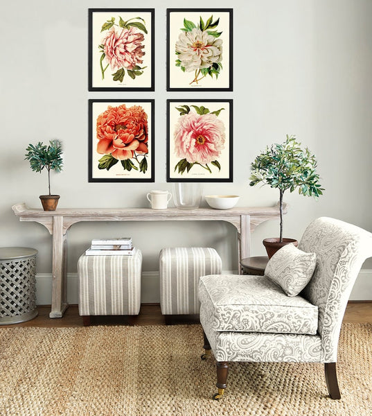 Peony Botanical Prints Wall Home Decor Art Set of 4 Beautiful Antique Vintage Pink White Coral Orange Peonies Flower Garden to Frame PEON