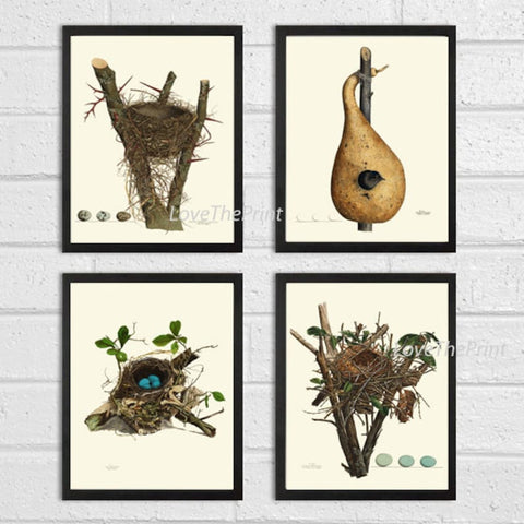 Vintage Bird Nest Egg Print Wall Art Set of 4 Beautiful Antique Blue White Eggs Tree Branch Natural Farmhouse Cabin Home Decor to Frame NEST