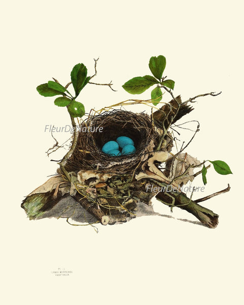 Vintage Bird Nest Egg Print Wall Art Set of 4 Beautiful Antique Blue White Eggs Tree Branch Natural Farmhouse Cabin Home Decor to Frame NEST