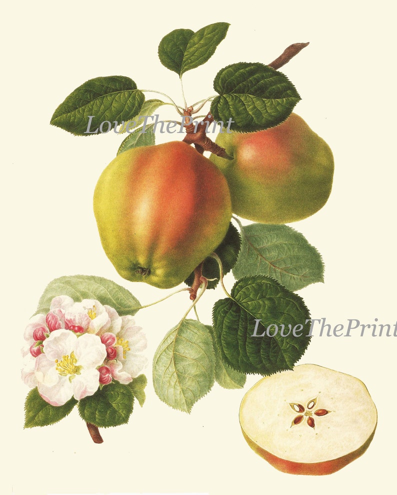 Fruit Art Prints to Match Any Home's Decor