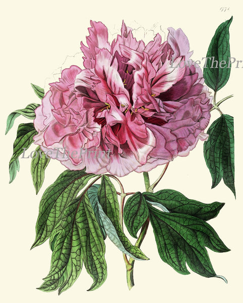 Peony Flowers Botanical Wall Art Set of 9 Prints Beautiful Antique Pink White Coral Orange Illustration Garden Home Decor to Frame PEON