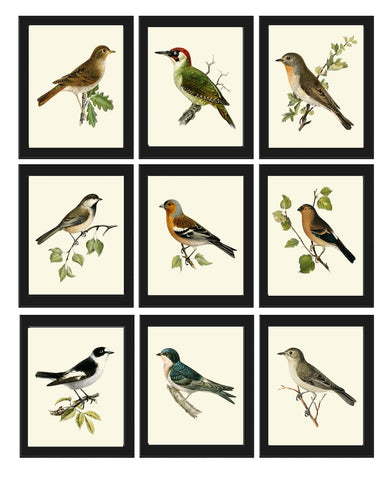 Vintage Bird Prints Wall Art Decor Set of 9 Beautiful Antique Farmhouse Natural Colors Birds Illustration Picture Home Decor to Frame VW