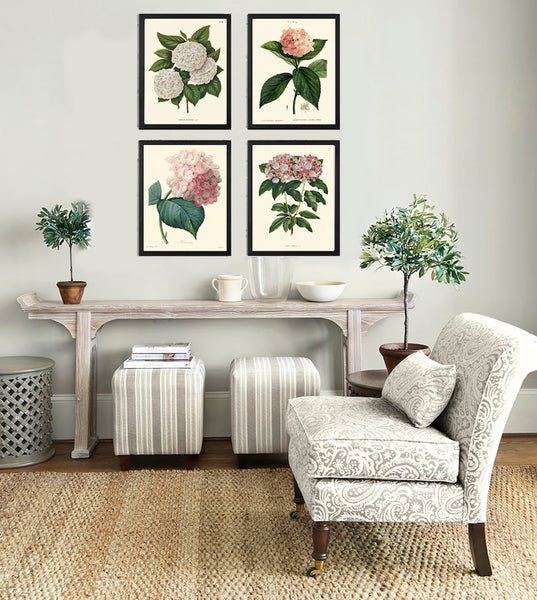 Pink White Hydrangea Hortensia Flowers Plant Prints Botanical Wall Art Set of 4 Beautiful Antique Vintage Spring Summer Garden to Frame HYDR