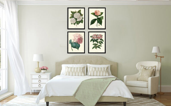 Pink White Hydrangea Hortensia Flowers Plant Prints Botanical Wall Art Set of 4 Beautiful Antique Vintage Spring Summer Garden to Frame HYDR