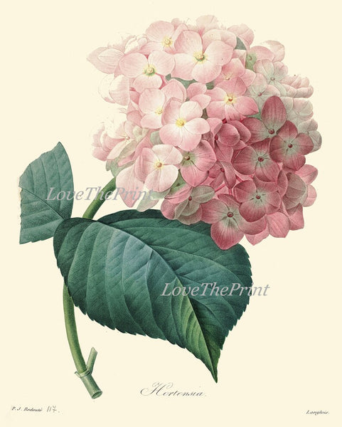 Pink White Hydrangea Hortensia Flowers Plant Prints Botanical Wall Art Set of 4 Beautiful Antique Vintage Spring Summer Garden to Frame HYDR