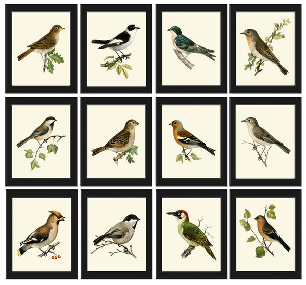 Bird Wall Art Set of 12 Prints Beautiful Antique Vintage Songbirds Bird Lover Birdwatching Full Wall Gallery Interior Home Decor to Frame VW