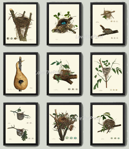 Vintage Bird Nest Eggs Prints Wall Art Set of 9 Beautiful Antique Cottage Farmhouse Birds Horizontal Orientation Home Decor to Frame NEST