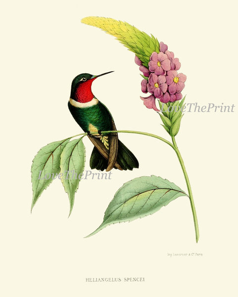 Hummingbird Wall Decor Art Print Set of 9 Beautiful Antique Birds Pink Green Tropical Exotic Flowers Decoration Illustration to Frame HUMM