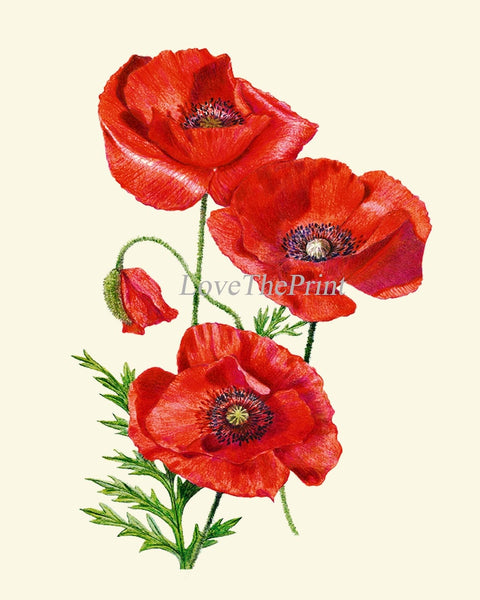 Red Poppy Poppies Botanical Wall Art Decor Set of 3 Prints Beautiful Colorful Green Wildflowers Country Farm Farmhouse Flowers to Frame PRI