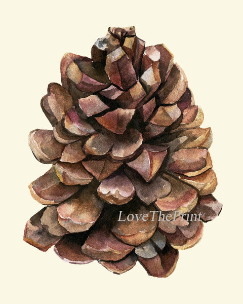 Pinecone Botanical Wall Art Prints Set of 4 Beautiful Pretty Pine Cones Tree Nature Farmhouse Rustic Decoration Home Room Decor to Frame CTW