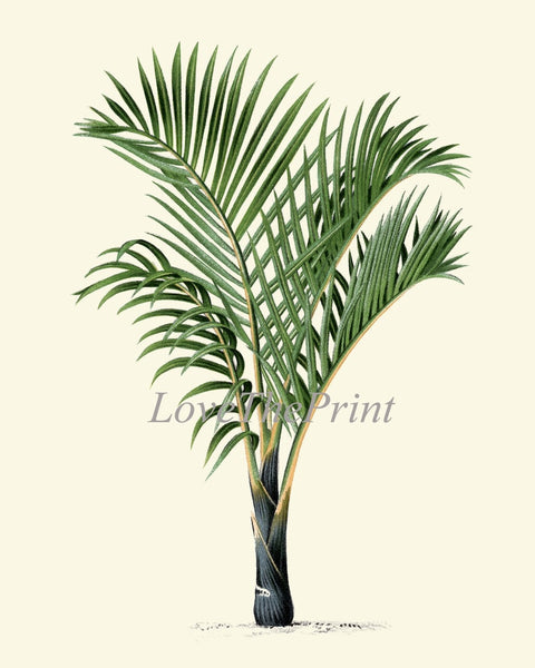 Vintage Palm Tree Print Tropical Botanical Wall Art Set of 4 Prints Beautiful Antique Beach Home Room Decor Dining Room Bedroom to Frame PTL