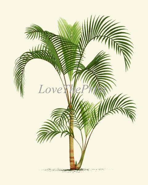 Vintage Palm Tree Print Tropical Botanical Wall Art Set of 4 Prints Beautiful Antique Beach Home Room Decor Dining Room Bedroom to Frame PTL