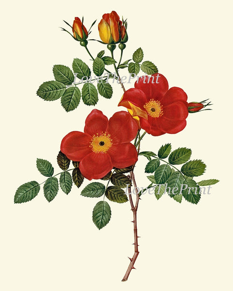 Red Flowers Botanical Wall Art Set of 9 Prints Beautiful Antique Vintage Peony Roses Camellia Nasturtium Dining Room Home Decor to Frame RE