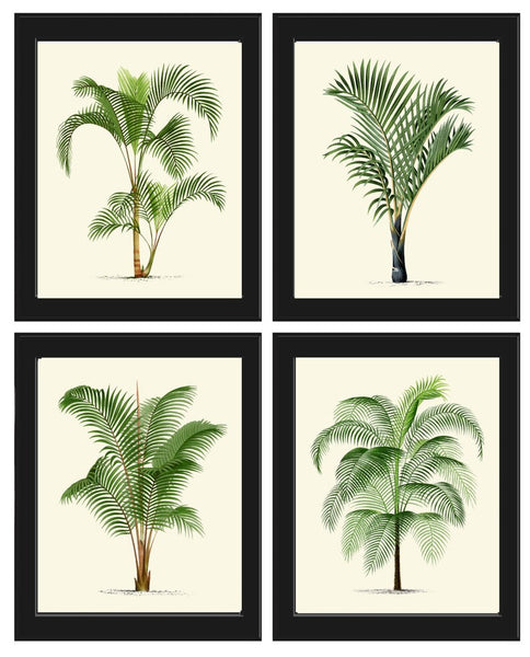 Vintage Palm Tree Print Tropical Botanical Wall Art Set of 4 Prints Beautiful Antique Beach Home Room Decor Dining Room Bedroom to Frame PTL