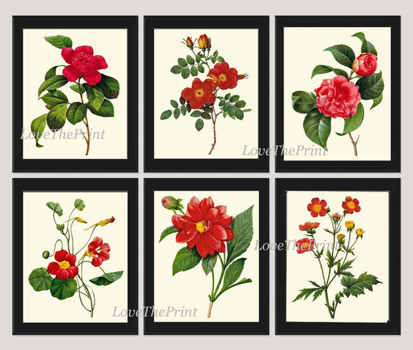 Red Flowers Botanical Wall Art Set of 6 Prints Beautiful Antique Vintage Peony Roses Camellia Nasturtium Dining Room Home Decor to Frame RE