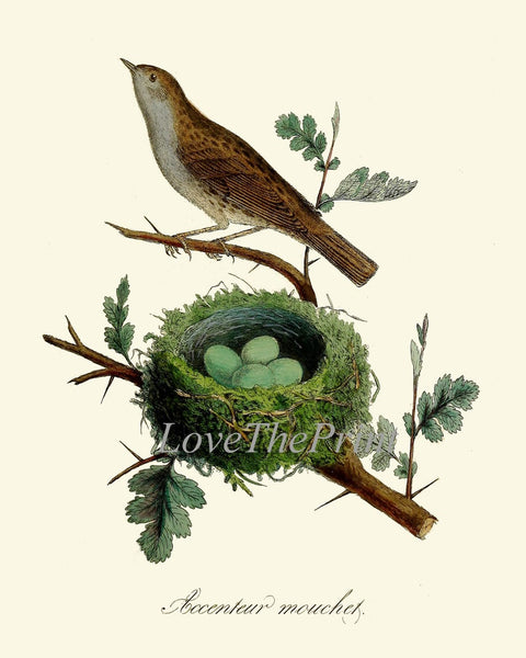 Vintage Bird Nest Wall Art Prints Set of 4 Beautiful Antique Trees Branch Green Forest Outdoor Nature Farmhouse Home Decor to Frame DCF
