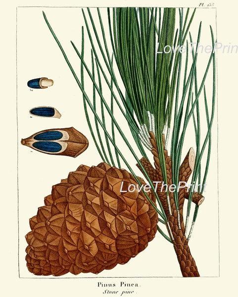 Pinecone Botanical Wall Art Set of 4 Prints Beautiful Antique Vintage Pine Tree Cones Forest Nature Farmhouse Cabin Home Decor to Frame R
