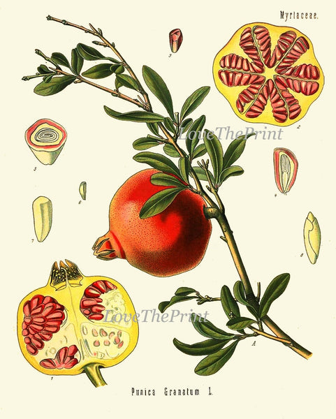 Tropical Fruit Botanical Wall Art Set of 12 Prints Beautiful Antique Vintage Lemon Orange Pomegranate Grapes Home Room Decor to Frame KOH