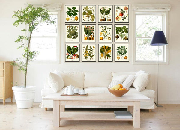 Tropical Fruit Botanical Wall Art Set of 12 Prints Beautiful Antique Vintage Lemon Orange Pomegranate Grapes Home Room Decor to Frame KOH