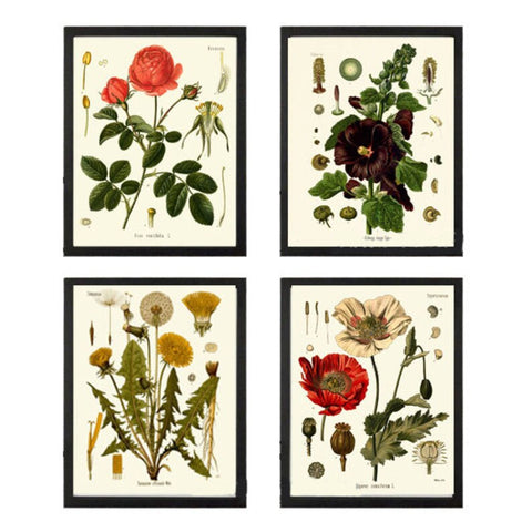 Red Poppy Roses Dandelion Hollyhocks Botanical Wall Art Set of4 Prints Beautiful Antique Vintage Flower Poster Home Room Decor to Frame KOH