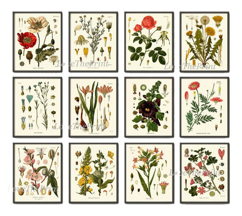 Botanical Wall Art Set of 12 Prints Beautiful Antique Vintage Red Poppy Roses Dandelion Hollyhock Flower Poster Home Room Decor to Frame KOH