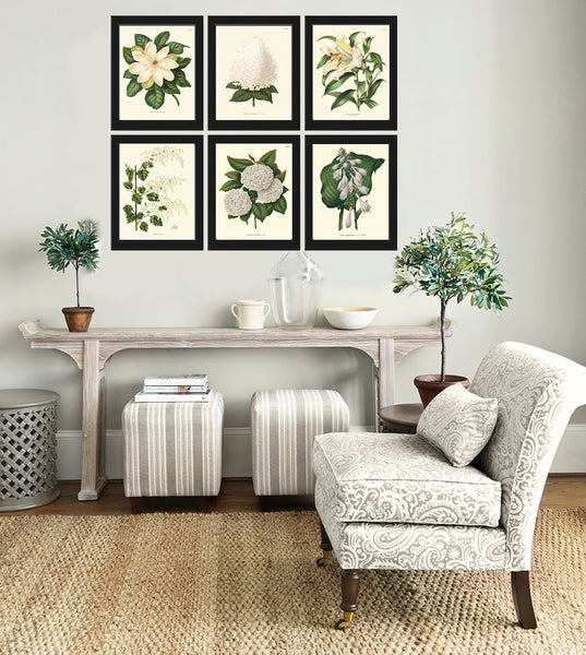 White Flowers Botanical Wall Art Set of 6 Prints Beautiful Vintage Antique Hydrangea Lily Magnolia Floral Home Room Decor to Frame AJW WITT