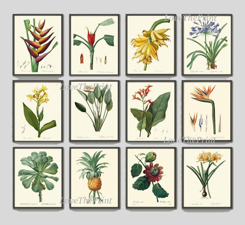 Tropical Botanical Wall Decor Art Set of 12 Prints Beautiful Antique Vintage Interior Design Designer Gallery Colorful Plants to Frame REDT