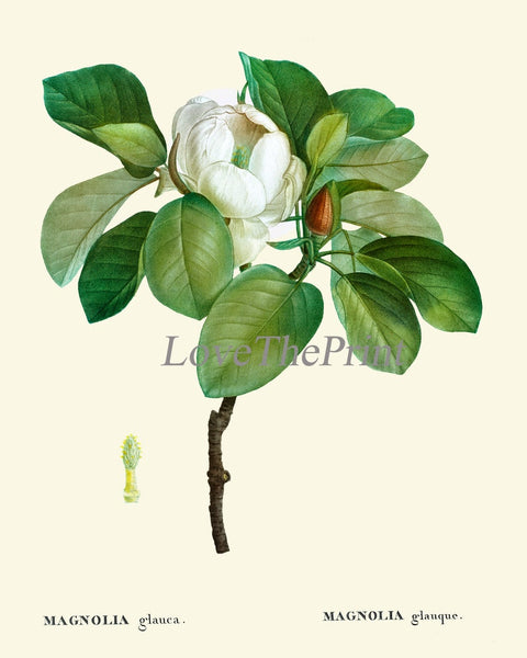 White Magnolia Tree Flowers Botanical Wall Decor Art Set of 6 Prints Beautiful Vintage Antique Blooming Southern Home Decor to Frame MVW