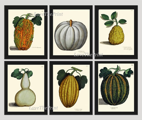 Pumpkin Gourd Wall Decor Prints Art Set 6 Beautiful Botanical Antique Vintage Fall Winter Garden Dining Room Kitchen Decoration to Frame UA