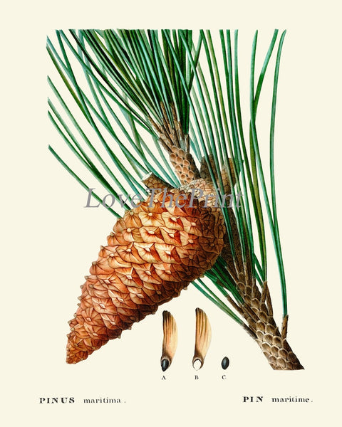 Pine Cone Pinecone Tree Branch Botanical Wall Decor Art Set of 12 Prints Beautiful Antique Vintage Illustration Picture Poster to Frame TDA