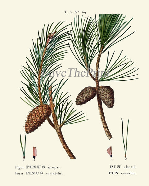 Pine Cone Pinecone Tree Branch Botanical Wall Decor Art Set of 12 Prints Beautiful Antique Vintage Illustration Picture Poster to Frame TDA