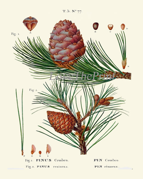 Pine Cone Pinecone Tree Branch Botanical Wall Decor Art Set of 12 Prints Beautiful Antique Vintage Illustration Picture Poster to Frame TDA