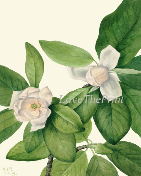 Magnolia Tree Flowers Wall Art Decor Set of 4 Prints Beautiful Antique Vintage White Green Nature Spring Garden Home Decor to Frame MVW