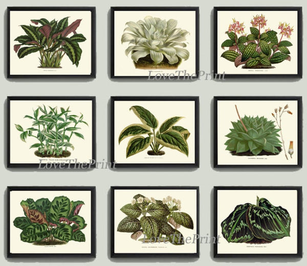 Hosta Plants Flowers Botanical Wall Art Set of 9 Prints Beautiful Vintage Antique Green Garden Farmhouse Nature Home Decor to Frame HOU