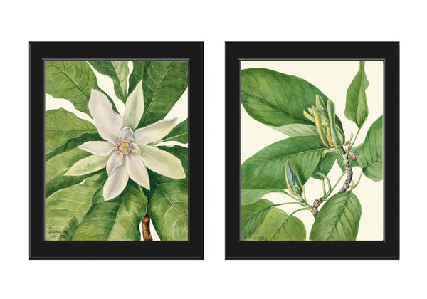 White Blooming Magnolia Flowers Botanical Prints Wall Art Set of 2 Beautiful Antique Vintage Watercolor Illustration Home Decor to Frame MVW