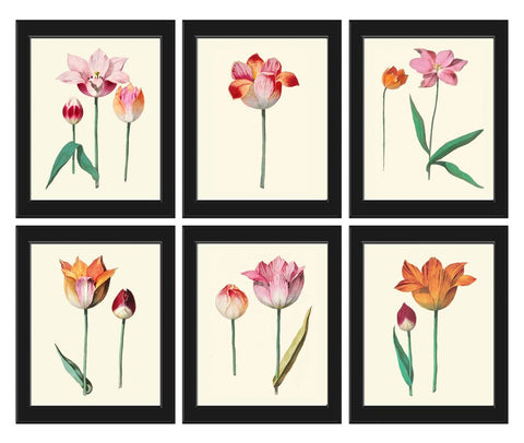 Tulip Flowers Botanical Wall Decor Art Set of 6 Prints Beautiful Vintage Antique Colorful Garden Varieties Home Room Decor to Frame ABD