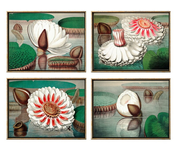 Water Lily Lotus Botanical Prints Wall Art Decor Set of 4 Prints Beautiful Antique Vintage Green Leaf Lake House Home Decor to Frame WSH