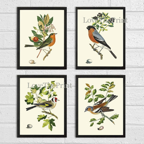 Vintage Bird Wall Art Print Set of 4 Beautiful Nature Bedroom Office Cabin Farmhouse Dining Room Hallway Staircase Illustration to Frame COJ