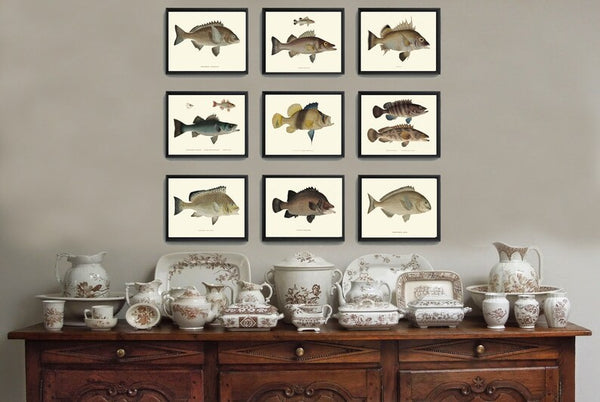 Vintage Fish Wall Art Set of 9 Prints Beautiful Antique Fishes Fishing Cabin Rustic Lake River Outdoor Nature Rustic Home Decor to Frame FJ