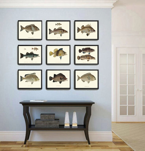 Vintage Fish Wall Art Set of 9 Prints Beautiful Antique Fishes Fishing Cabin Rustic Lake River Outdoor Nature Rustic Home Decor to Frame FJ