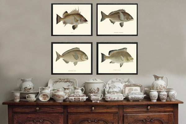 Vintage Fish Wall Art Set of 4 Prints Beautiful Antique Sea Ocean Beach Lake House Cabin Decoration Bathroom Office Home Decor to Frame FJ