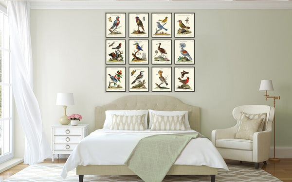 Vintage Bird Wall Art Print Set of 12 Beautiful Antique Large Bird Gallery Interior Design Designer Decoration Home Room Decor to Frame MCT