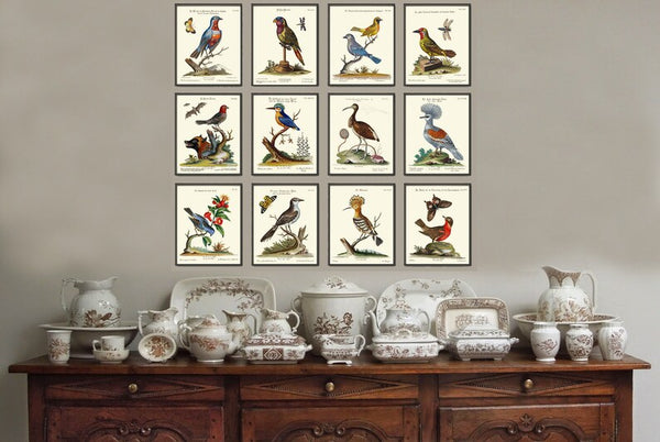 Vintage Bird Wall Art Print Set of 12 Beautiful Antique Large Bird Gallery Interior Design Designer Decoration Home Room Decor to Frame MCT