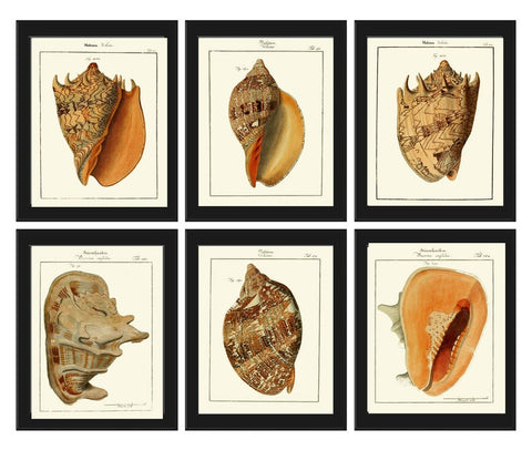 Seashells Prints Wall Art Set of 6 Beautiful Antique Vintage Sea Shell Ocean Coastal Marine Beach Conchology House Home Decor to Frame MART