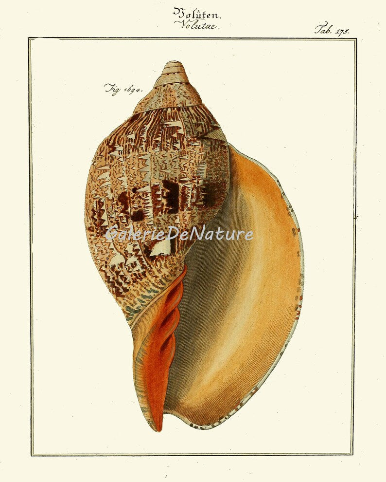 Vintage Seashell Wall Art Set of 3 Prints Beautiful Antique Sea Shells –  Love the Print