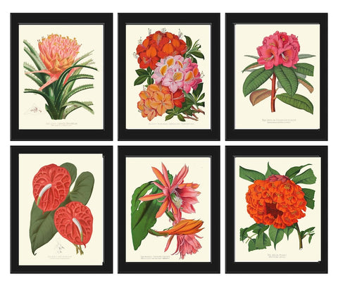 Tropical Flower Plants Botanical Wall Art Set of 6 Prints Beautiful Red Orange Pink Rhododendron Cactus Anthurium Home Decor to Frame PAXT